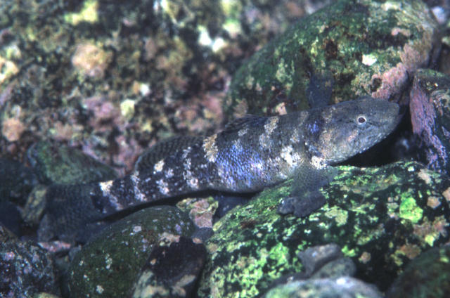 Chaenogobius annularis